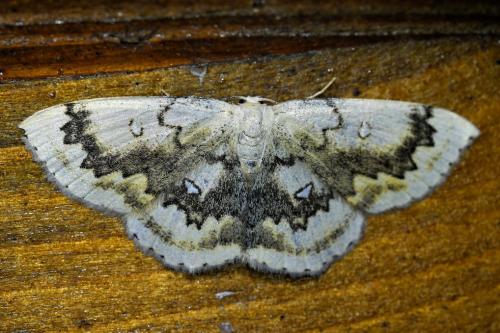 Réf. 337 195 : Cyclophora annularia
